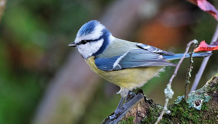 Les oiseaux des jardins